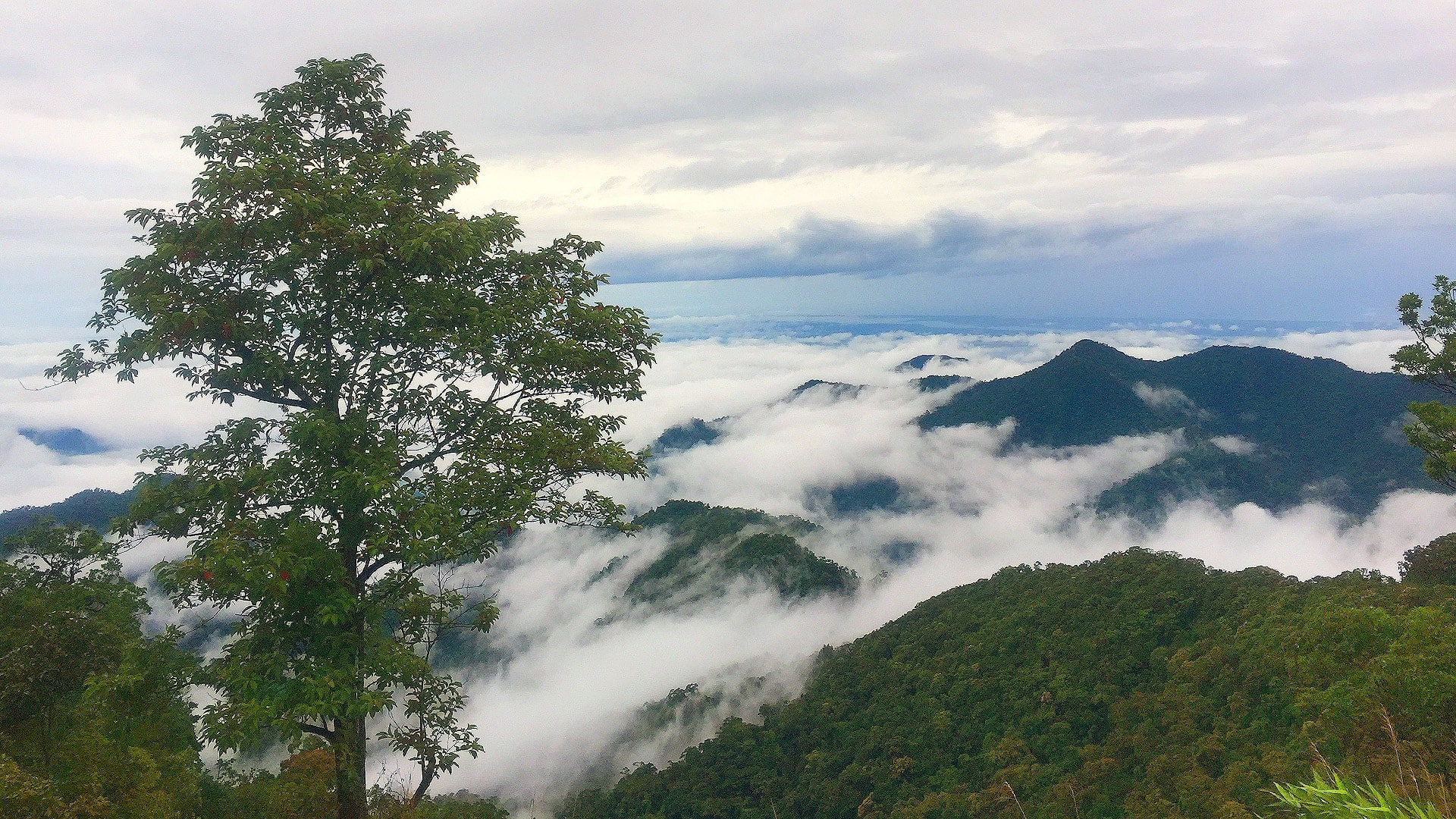 Cảnh đẹp núi rừng Bạch Mã - Trekking đỉnh Bạch Mã với mây núi giao hòa