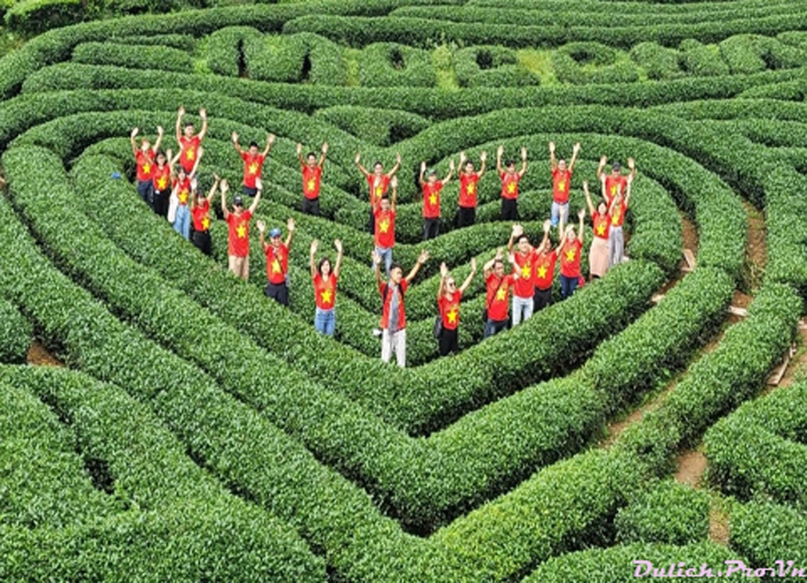 Đồi chè Mộc Châu